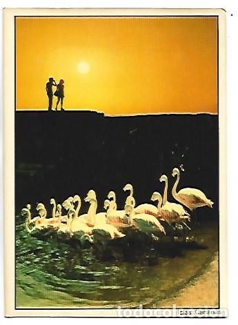 Postales: FLAMENCOS.- ISLAS CANARIAS