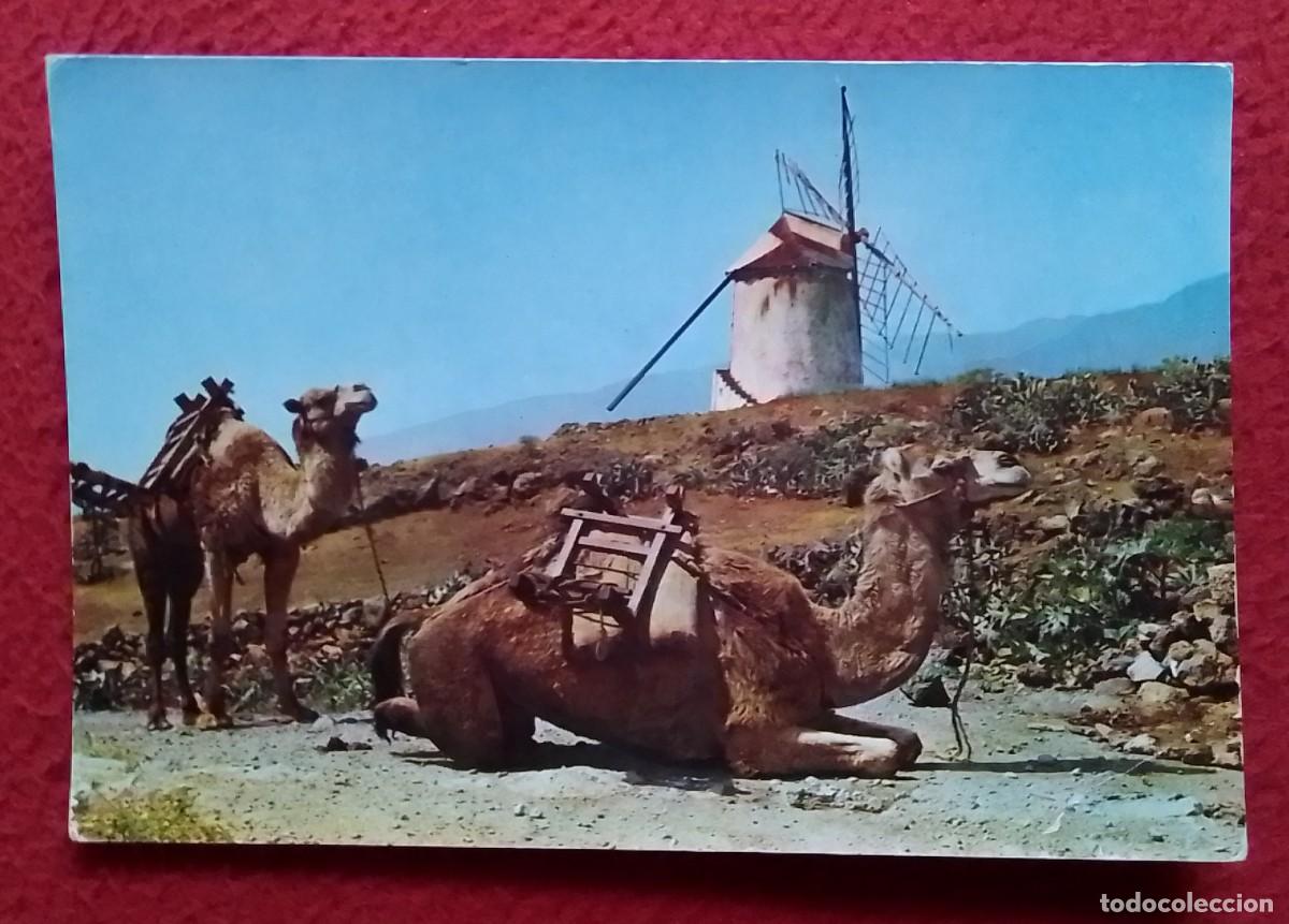 Postales: POSTAL CARTE POSTALE POST CARD CANARY ISLANDS LAS PALMAS DE GRAN CANARIA MOTIVO T&Iacute;PICO DROMEDARIOS ?