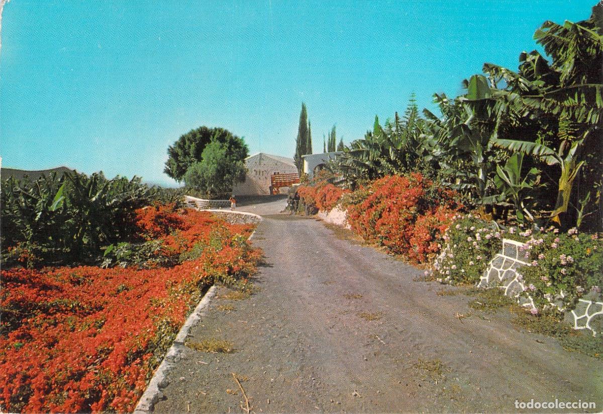 Postales: Postal de Tenerife con Flores y Plataneras, Islas Canarias