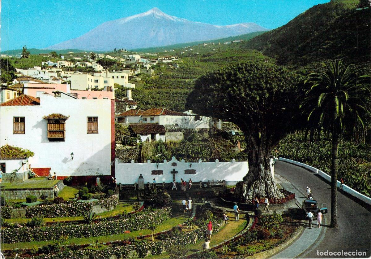 Postales: Postal de Icod de los Vinos, Tenerife - Drago Milenario y el Teide
