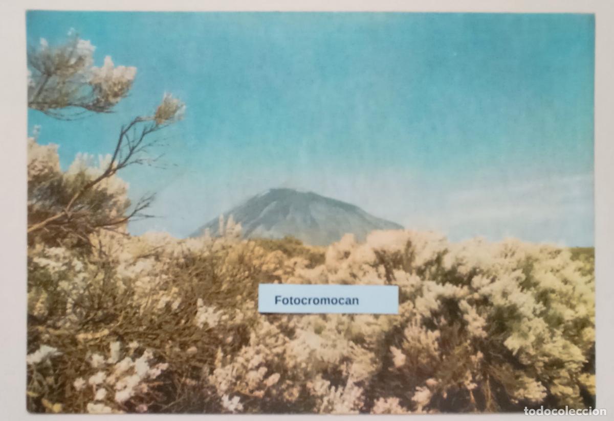 Postales: TENERIFE. RETAMAS EN FLOR. LITOGRAF&Iacute;A ROMERO. N&ordm;108