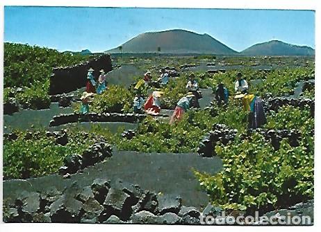 Postales: VENDIMIANDO / GATHERING.- LANZAROTE / ISLAS CANARIAS