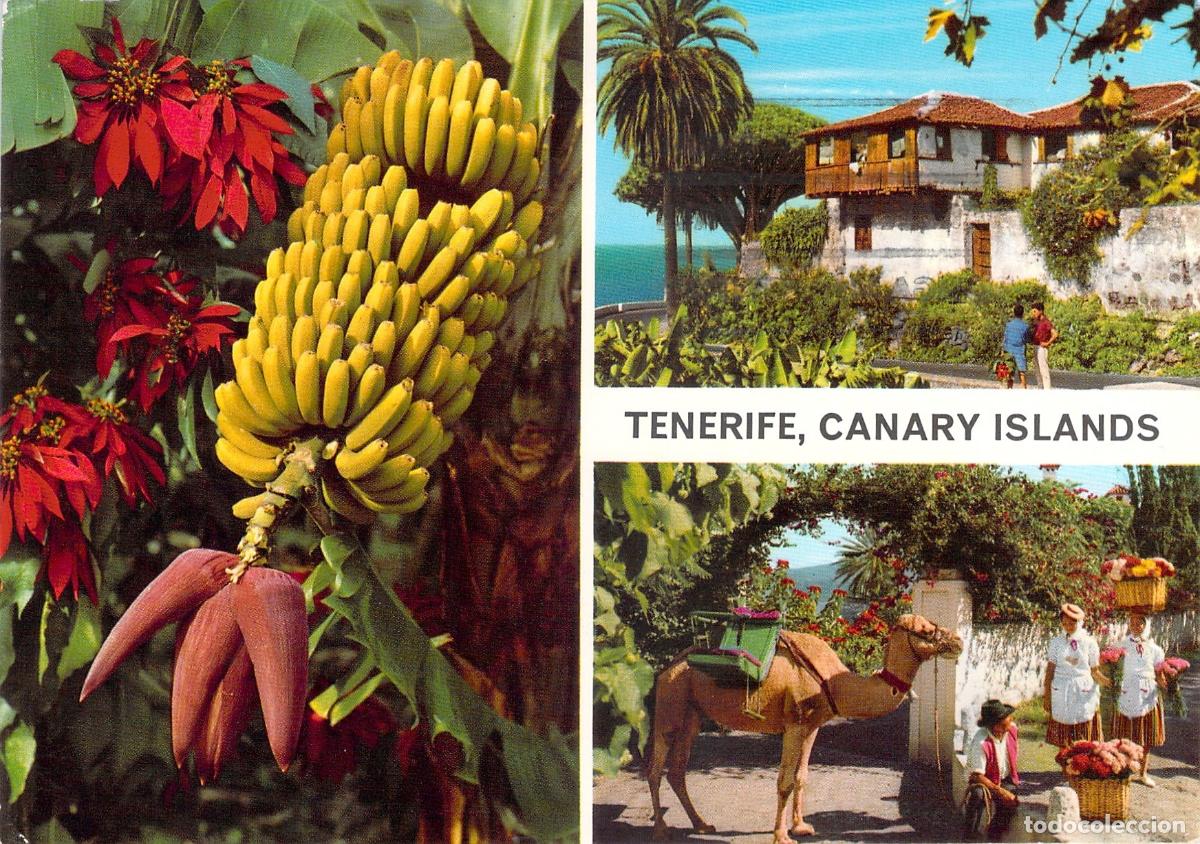 Postales: Postal Tur&iacute;stica de Tenerife con Escenas T&iacute;picas y Flora