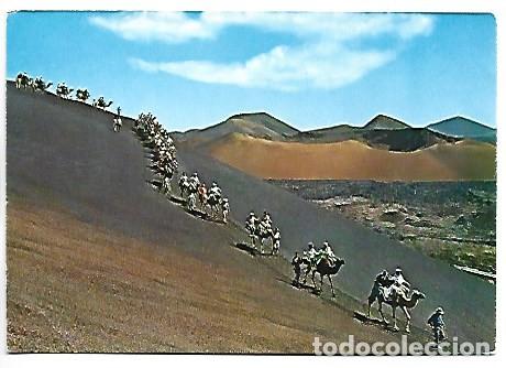 Postales: CARAVANA DE CAMELLOS.- LANZAROTE