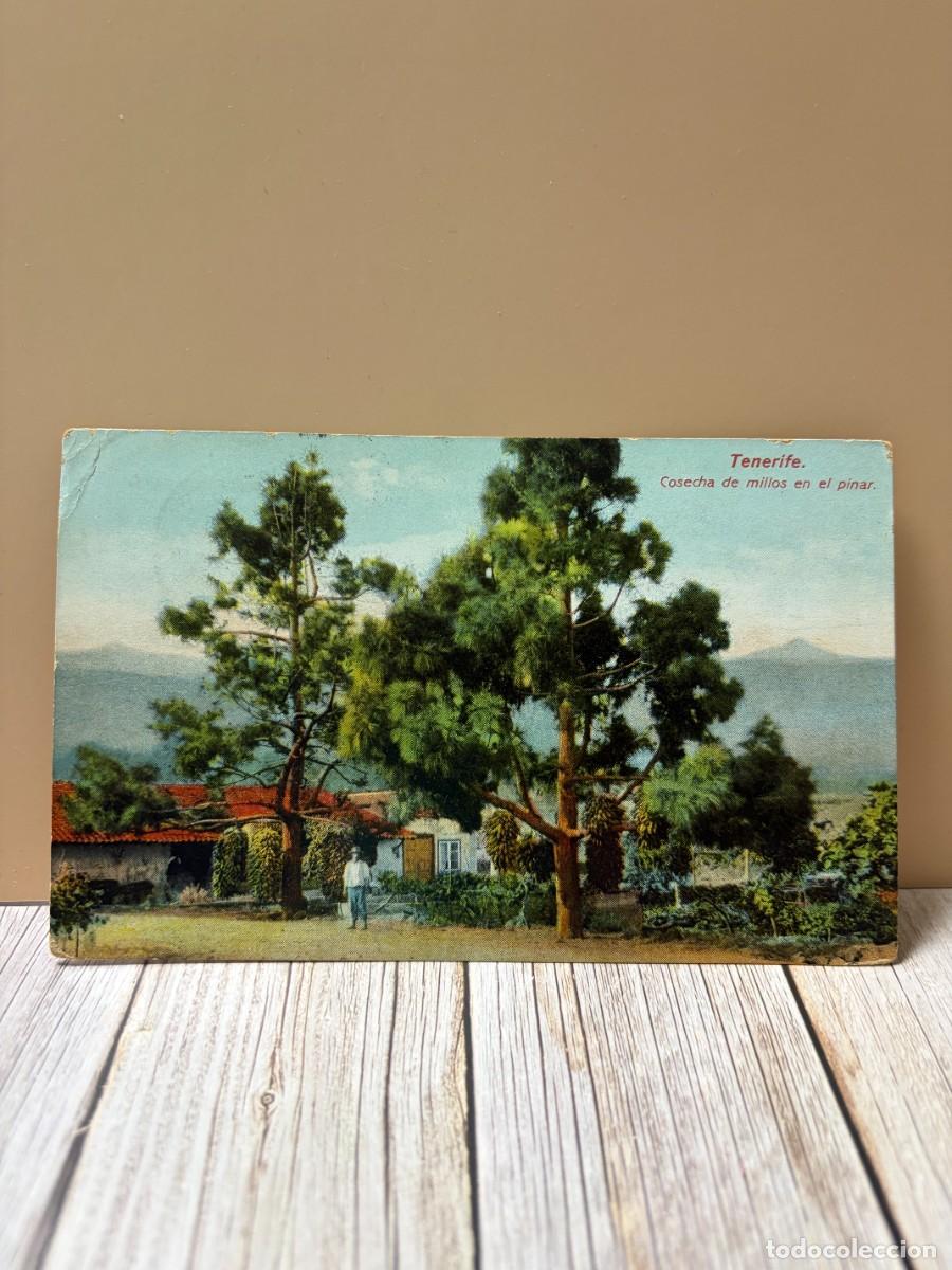 Postales: TARJETA POSTAL. TENERIFE. COSECHA DE MILLOS EN EL PINAR. NOBREGA'S ENGLISH BAZAR