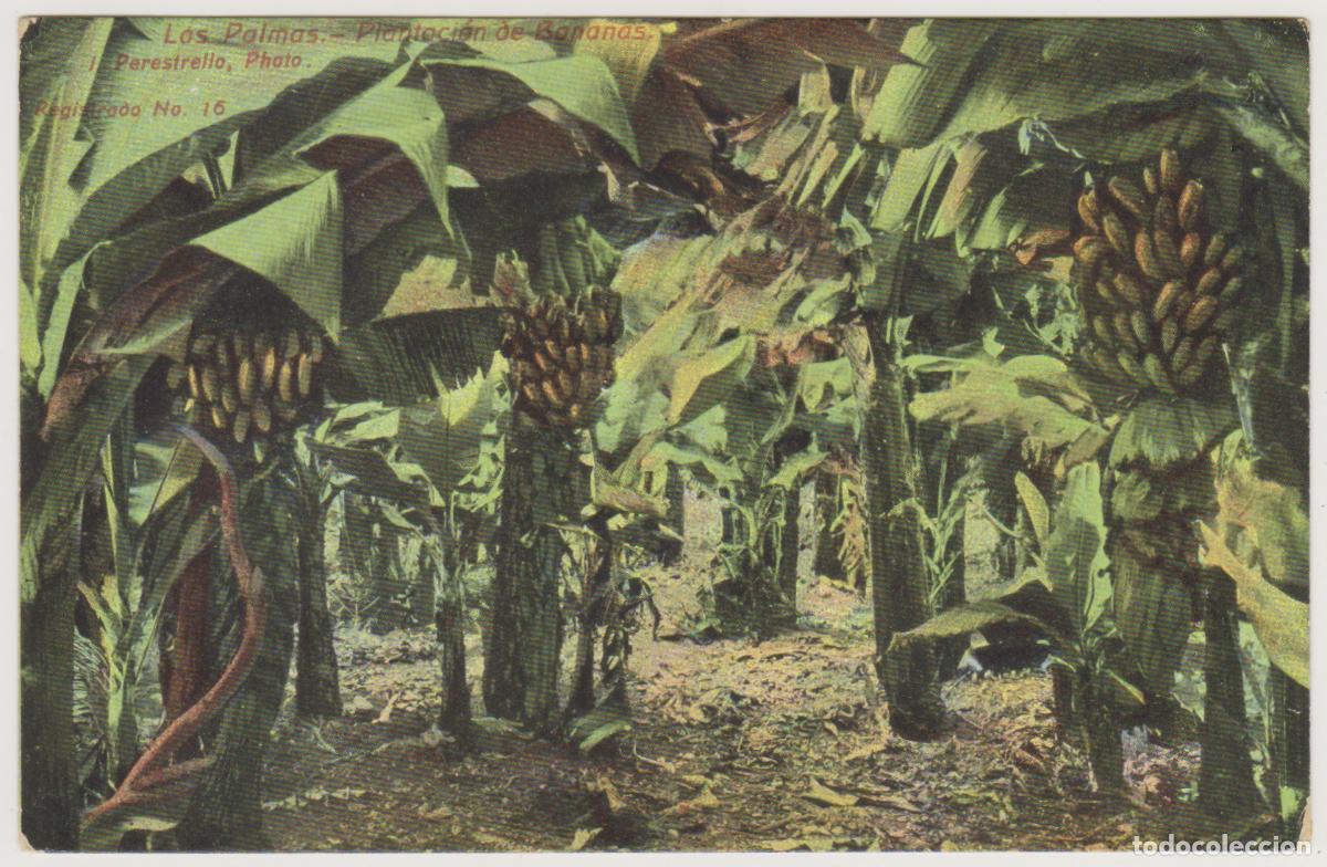 Postales: TARJETA POSTAL - LAS PALMAS - PLANTACION DE BANANAS - N&ordm; 16 - J. PERESTRELLO