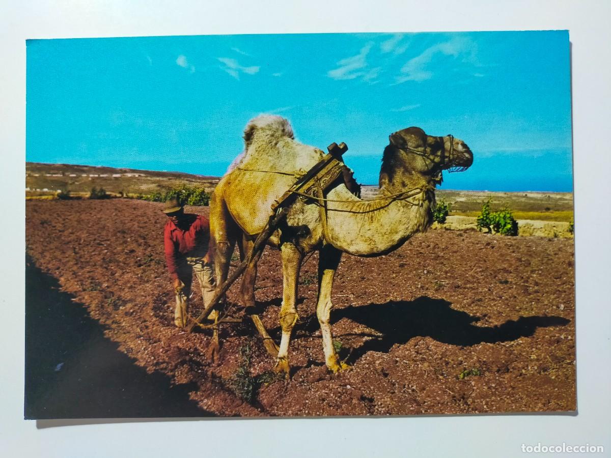 Postales: Tarjeta Postal. LAS PALMAS DE GRAN CANARIAS: Camello arando - Edic. Concesionario Juasa