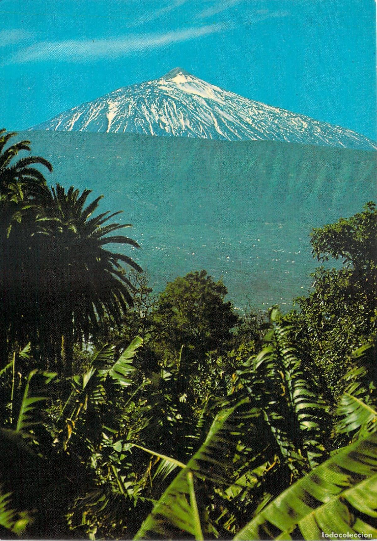 Postales: Postal de Tenerife con el Teide Nevado y Plataneras