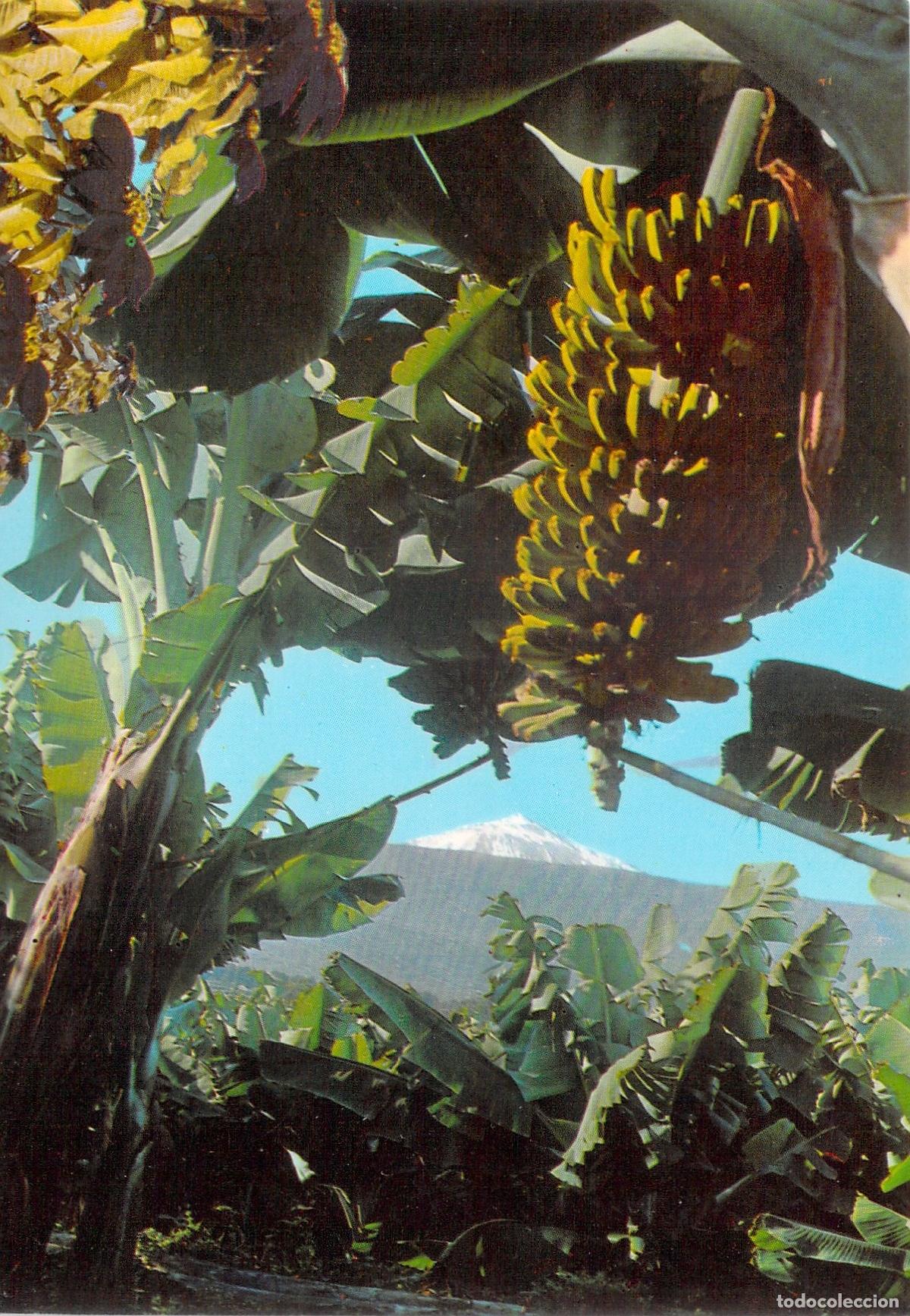Postales: Postal Tenerife Pl&aacute;tanos y Nieve con el Teide al Fondo