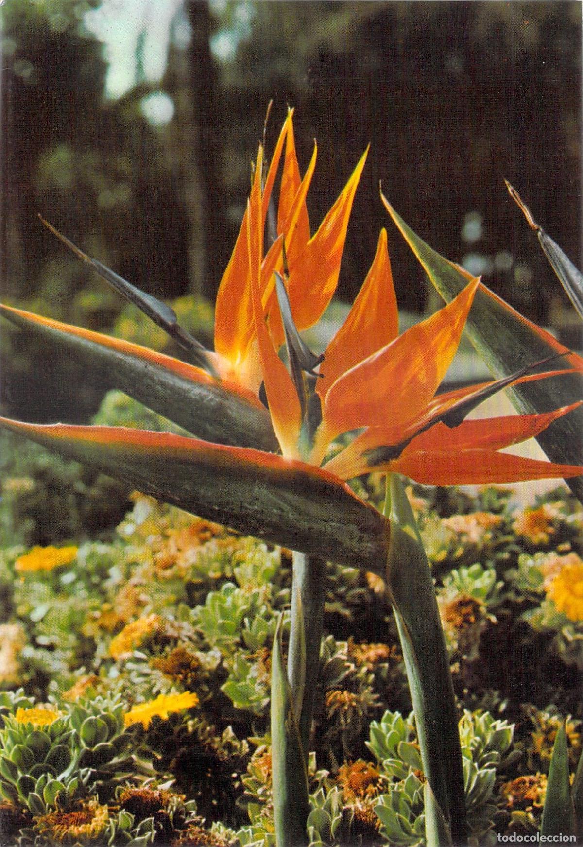 Postales: Postal de Tenerife con Flores de Esterlizias
