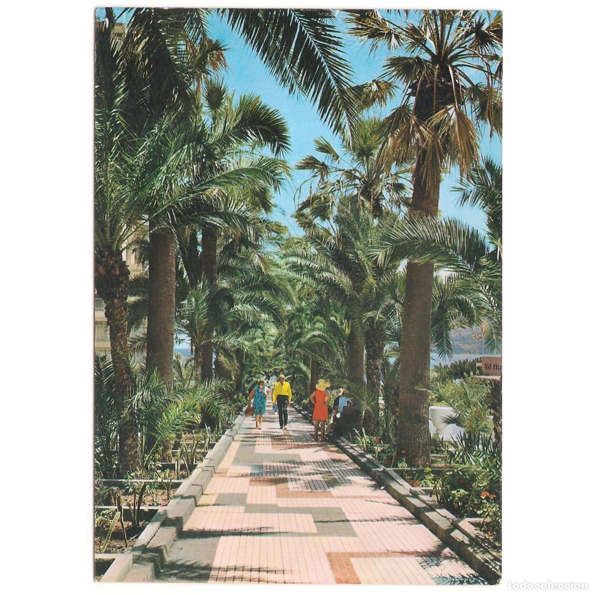 Postales: PUERTO DE LA CRUZ - PASEO Y PALMERAS DE MARTI&Aacute;NEZ | GLOBAL TRADERS | Tenerife - Canarias