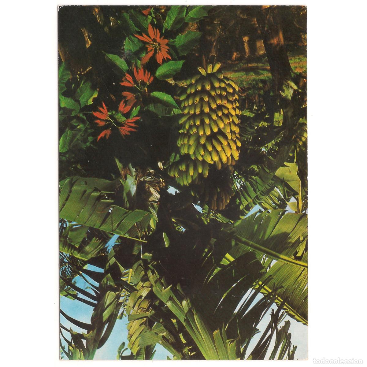 Postales: PLATANERAS Y BANANAS | EDICIONES RO - FOTO | Tenerife - Canarias