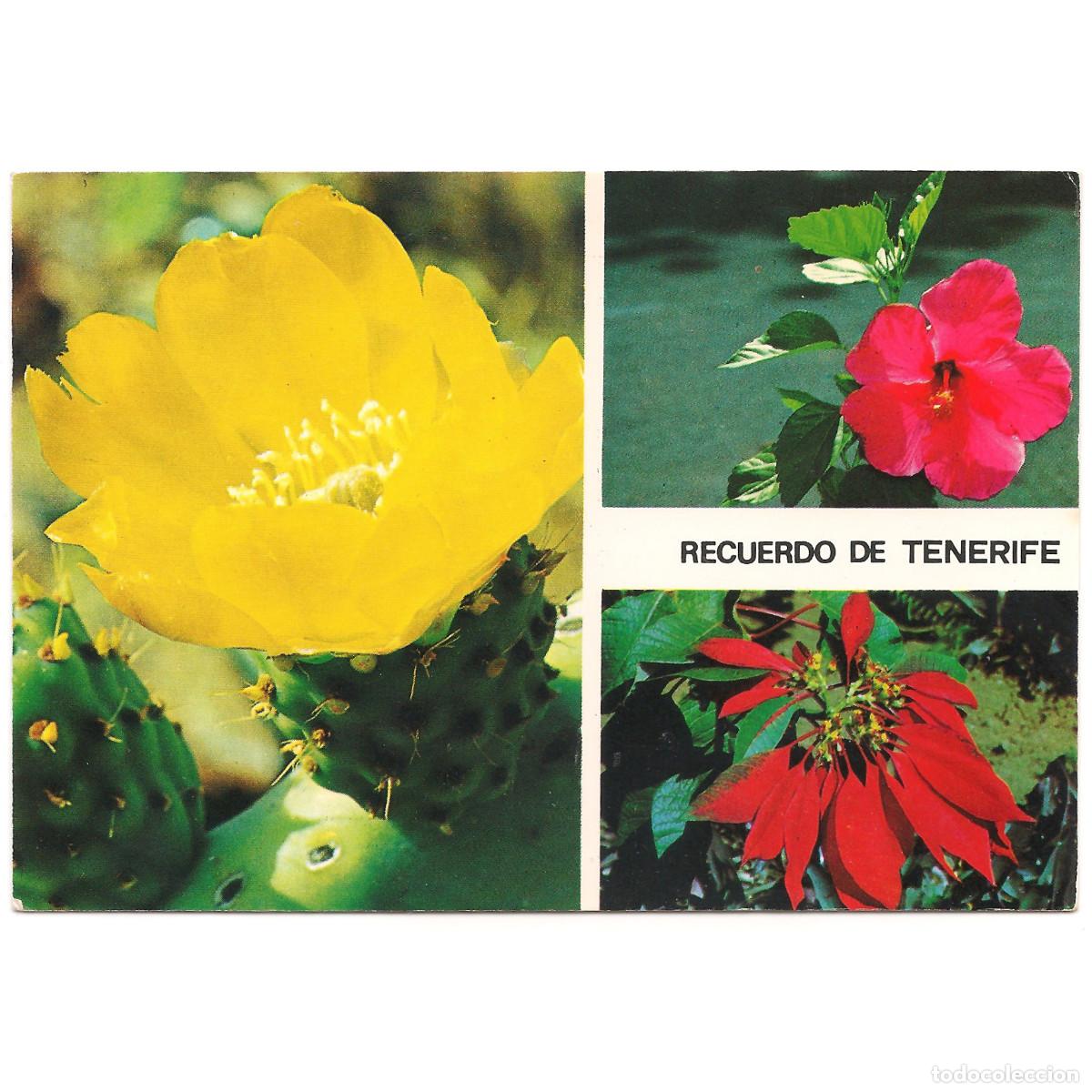 Postales: FLOR DE CACTUS - TENERIFE | EDICIONES GASTEIZ | Tenerife - Canarias