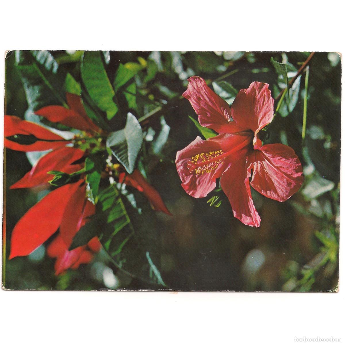 Postales: CANARIAS - FLORES DE LAS ISLAS | EDICIONES RO - FOTO | Tenerife - Canarias