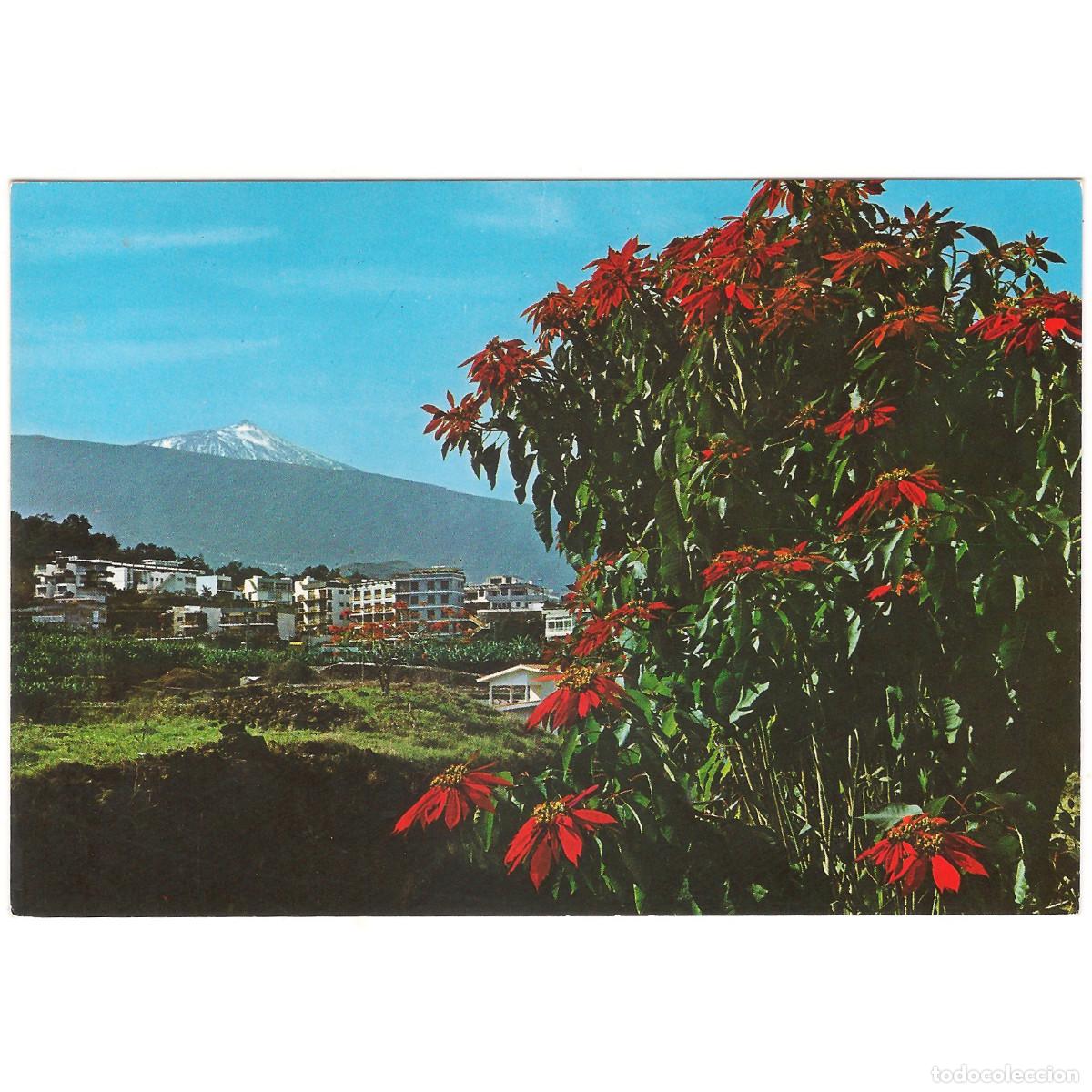 Postales: TENERIFE - FLORES DE PASCUAL Y TEIDE AL FONDO | EDICIONES GASTEIZ | Tenerife - Canarias