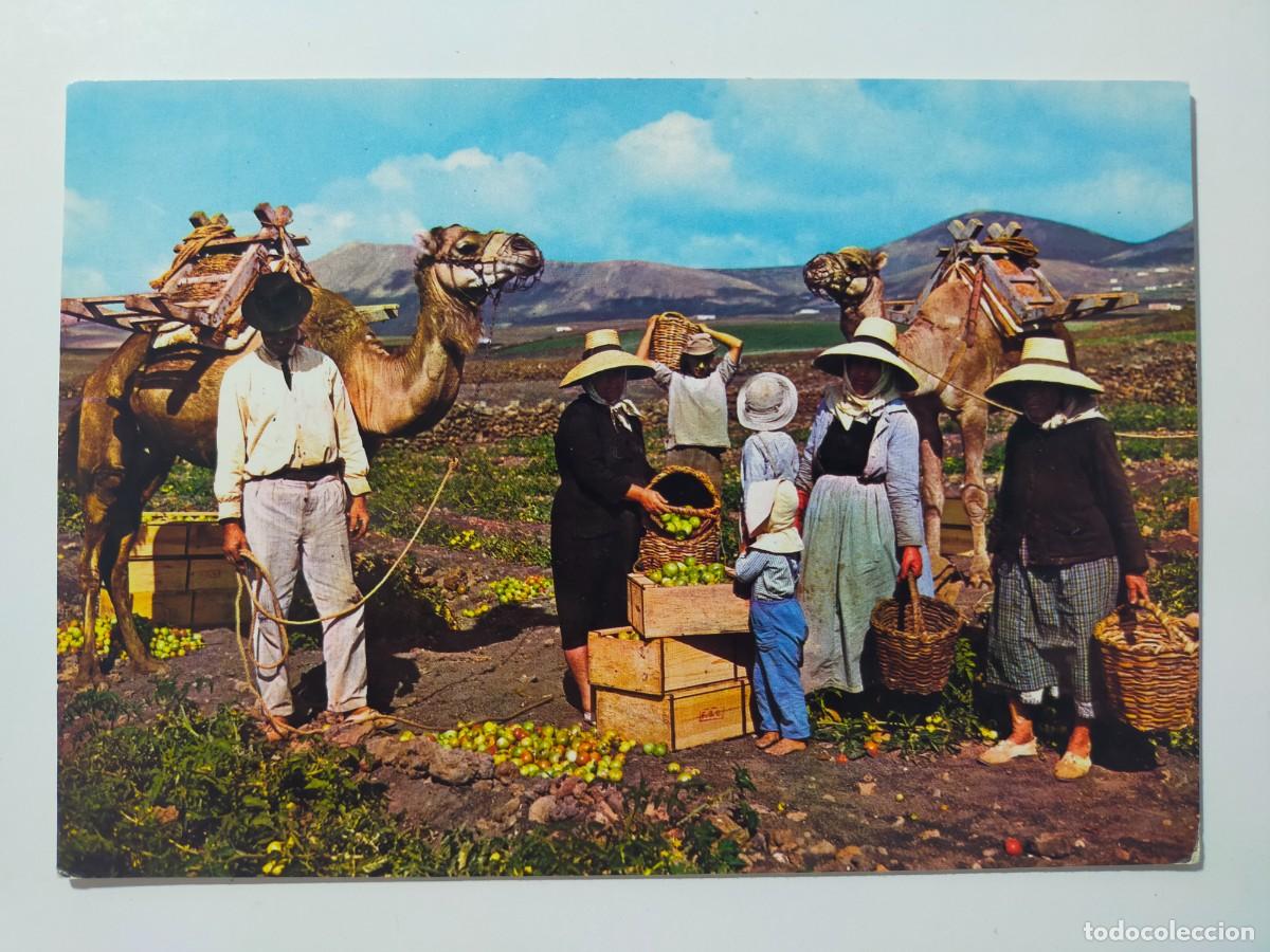 Postales: Tarjeta Postal. ISLAS CANARIAS: Motivo t&iacute;pico - Edic. Arribas - Escrita