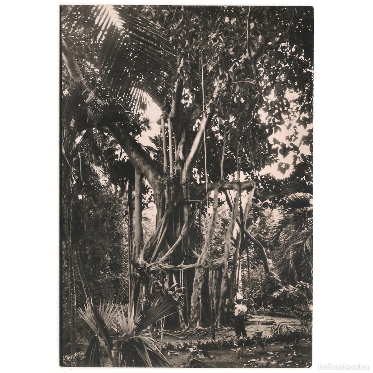 Postales: TENERIFE - OROTAVA - JARD&Iacute;N TROPICAL - &Aacute;RBOL DE GOMA | V&Iacute;CTOR GONZ&Aacute;LEZ | Tenerife - Canarias