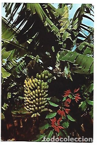 Postales: PLATANERAS Y BANANAS.- CANARIAS