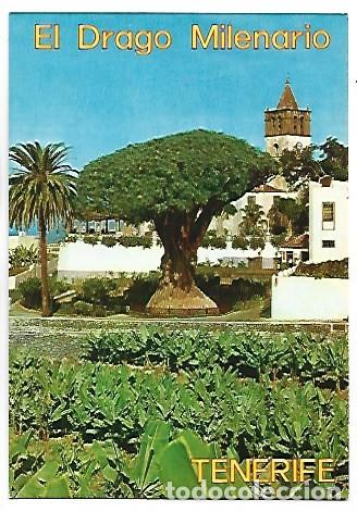 Postales: EL DRAGO MILENARIO / THE AGE-OLD DRAGON.- ICOD DE LOS VINOS - TENERIFE