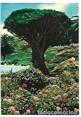 Postales: DRAGO.- ICOD DE LOS VINOS - TENERIFE