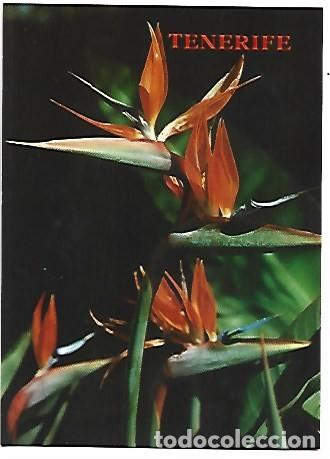 Postales: &rdquo; STRELITZIA REGINAE &rdquo;, FLOR TIPICA CANARIA.- TENERIFE