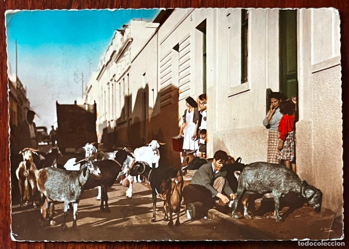 Postales: Foto postal de Antiguo cabrero vendiendo leche en Las Palmas de Gran Canaria, circulada en 1957.