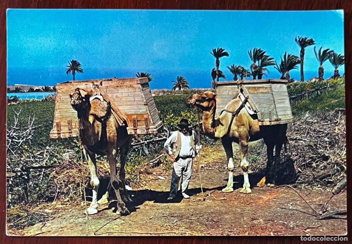 Postales: Camellos para transporte, Har&iacute;a, Lanzarote, 1958, Dixon, circulada.