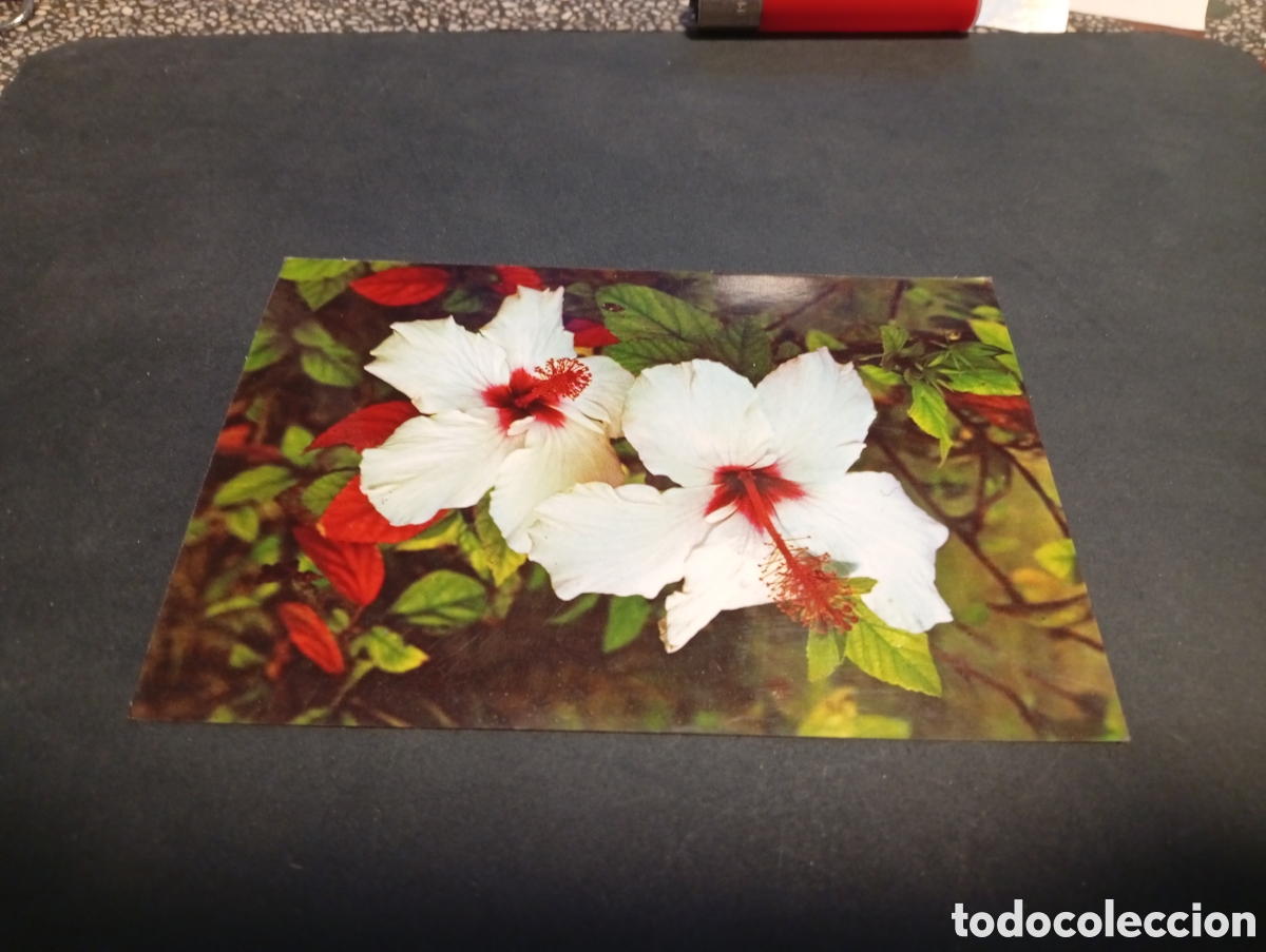 Postales: Postal canarias flores