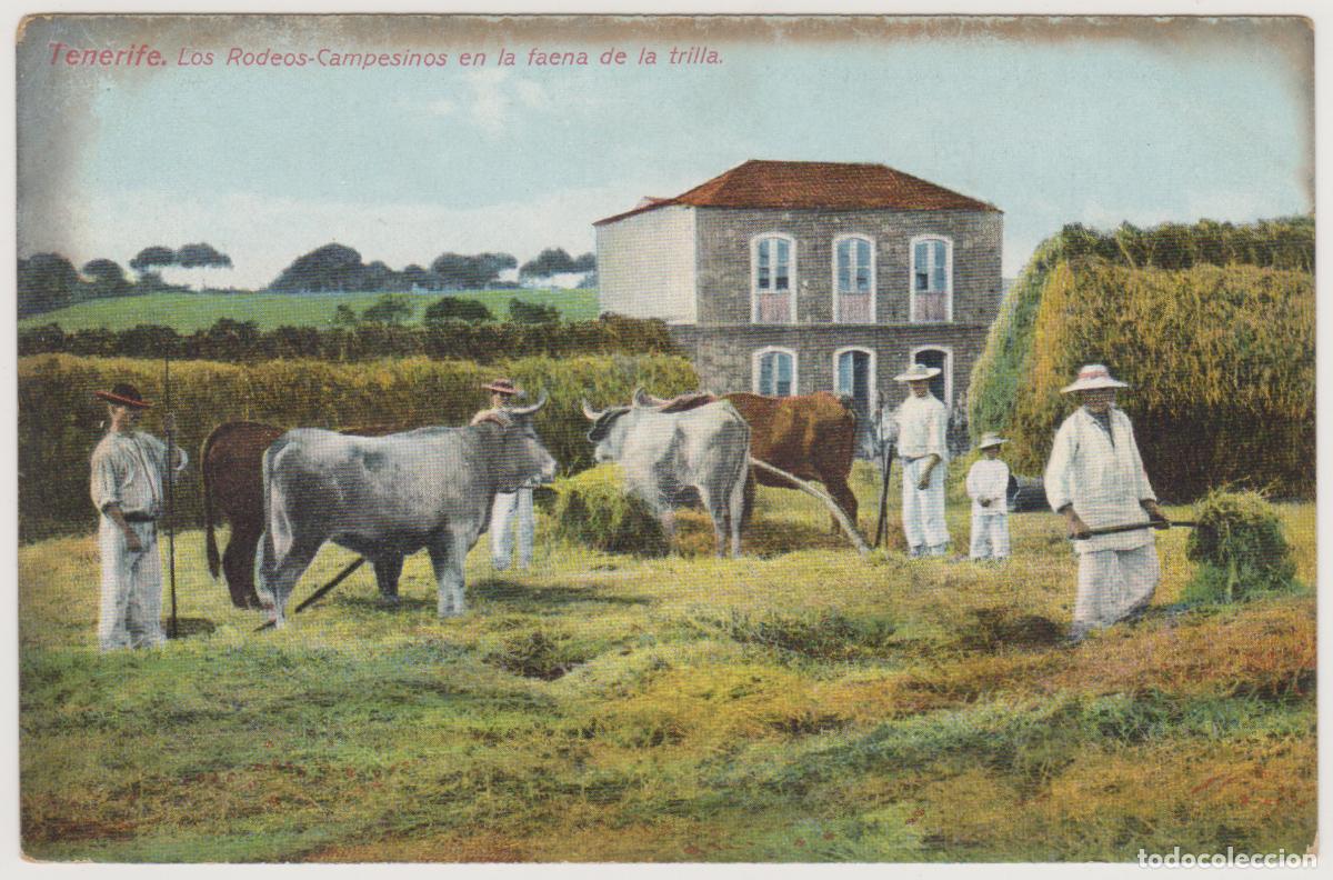 Postales: TARJETA POSTAL - TENERIFE - LOS RODEOS - CAMPESINOS EN LA FAENA DE LA TRILLA - NOBREGA'S ENGLISH BAZ