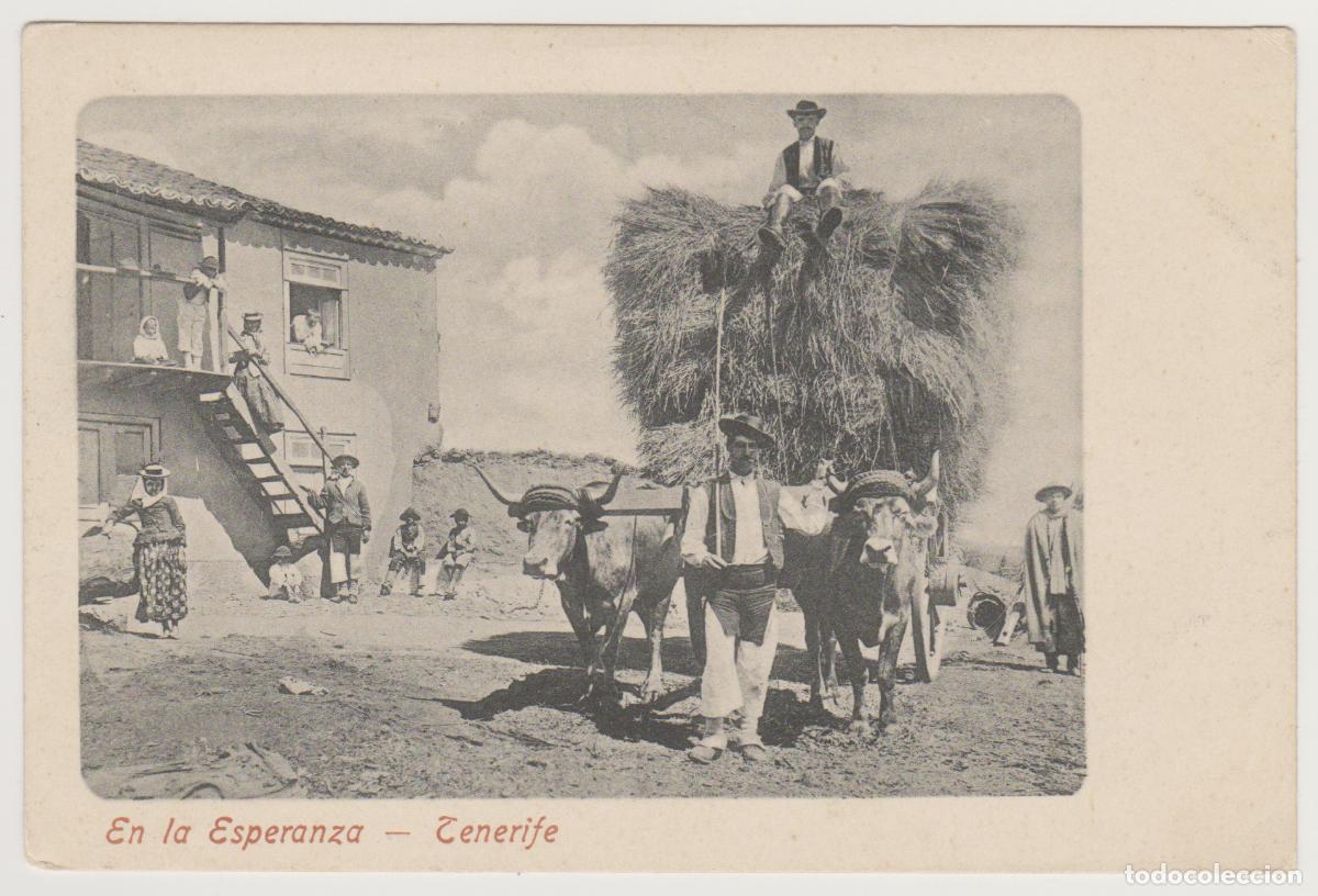 Postales: TARJETA POSTAL - TENERIFE - EN LA ESPERANZA