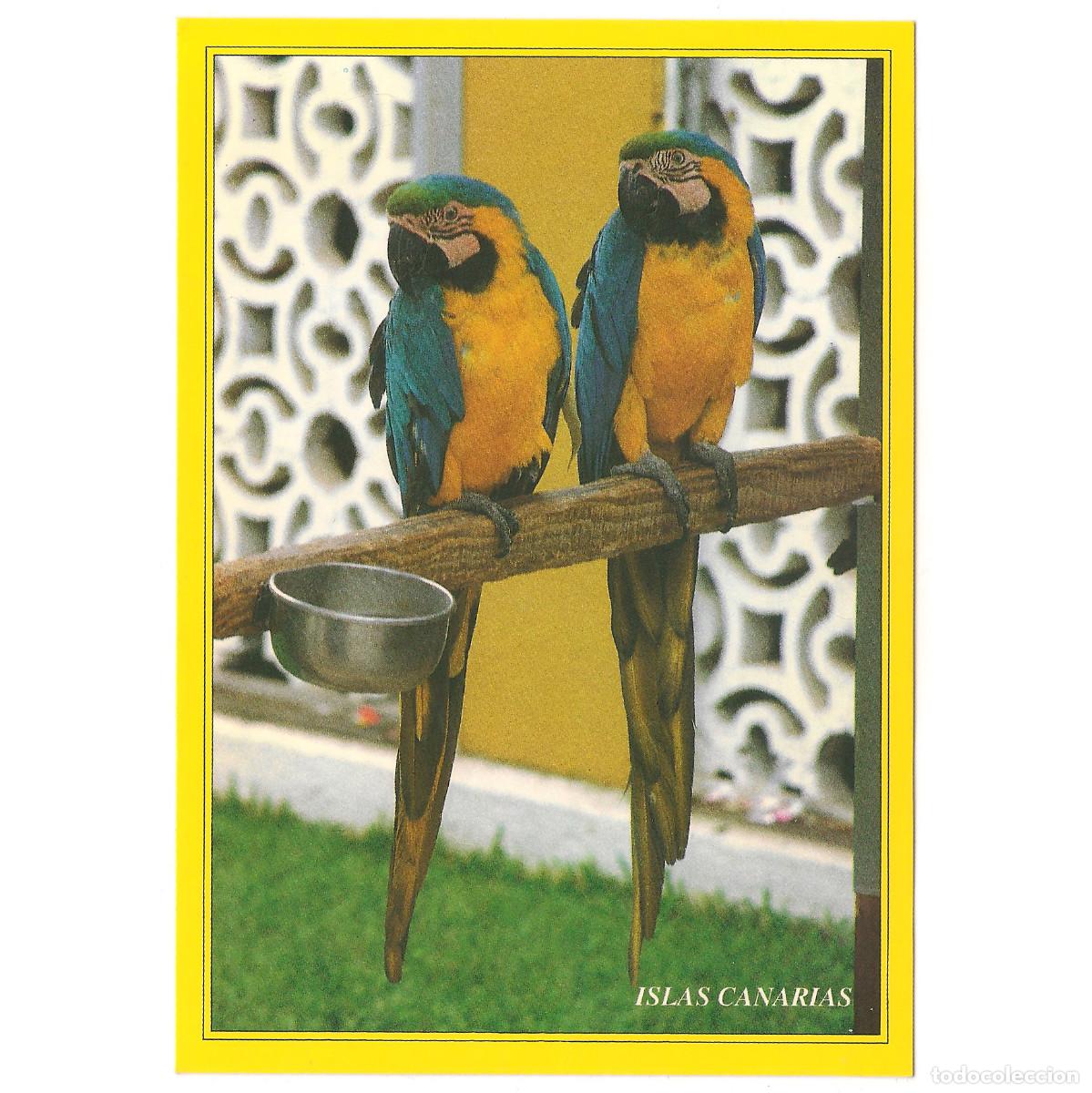 Postales: 416 - PUERTO DE LA CRUZ - LORO PARQUE - LOROS | Tenerife - Canarias