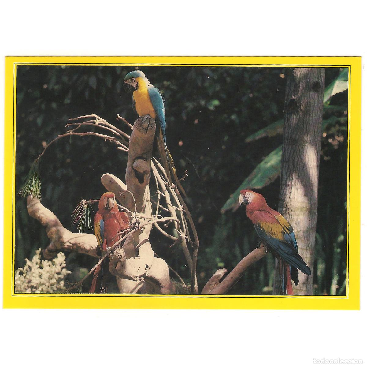 Postales: 76 - PUERTO DE LA CRUZ - LORO PARQUE - LOROS | Tenerife - Canarias