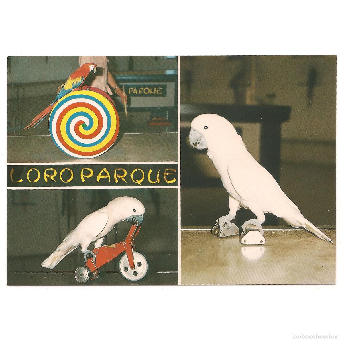 Postales: 126 - PUERTO DE LA CRUZ - LORO PARQUE - TRES MOMENTOS DEL SHOW | Tenerife - Canarias