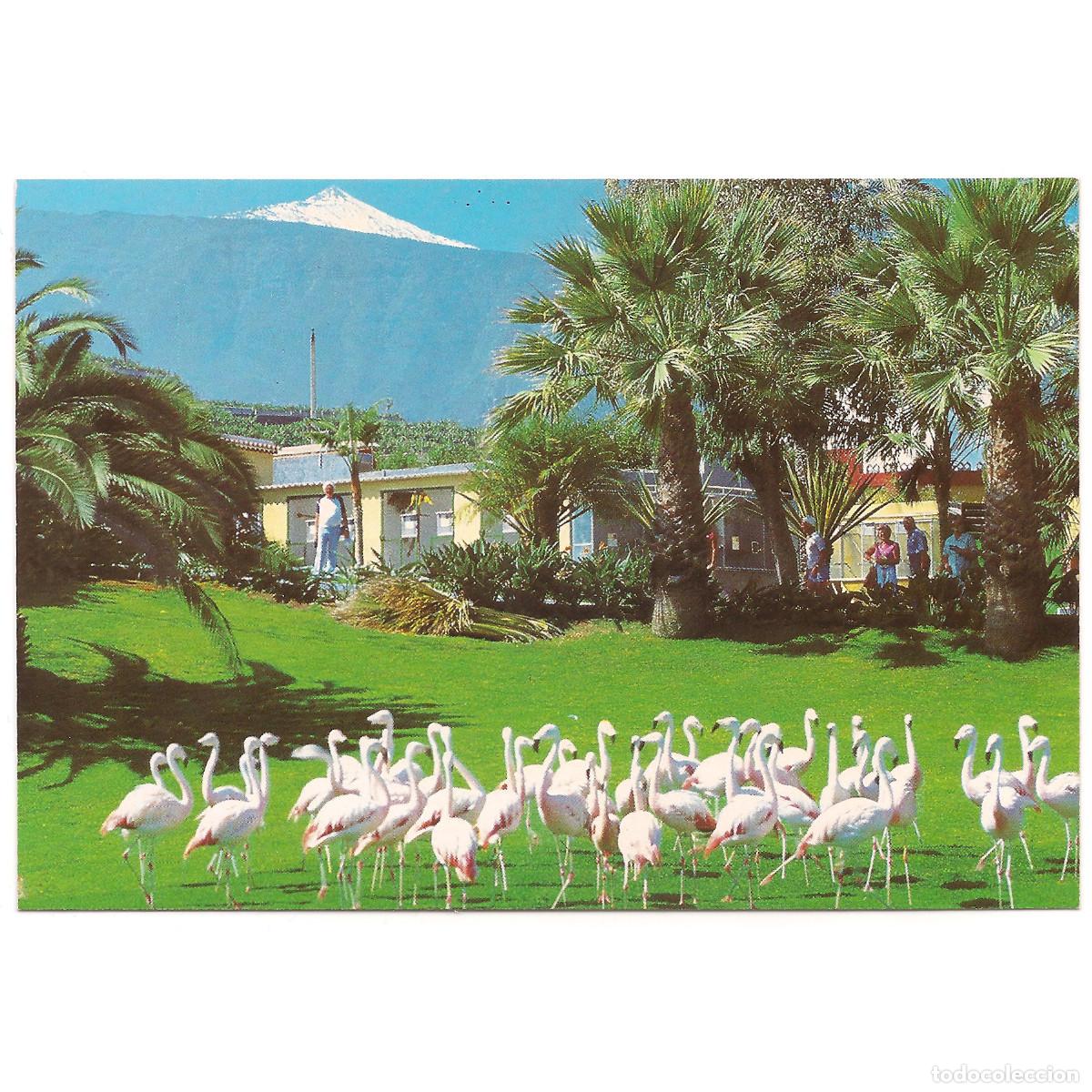 Postales: 142 - PUERTO DE LA CRUZ - LORO PARQUE - FLAMENCOS CON EL TEIDE AL FONDO | Tenerife - Canarias