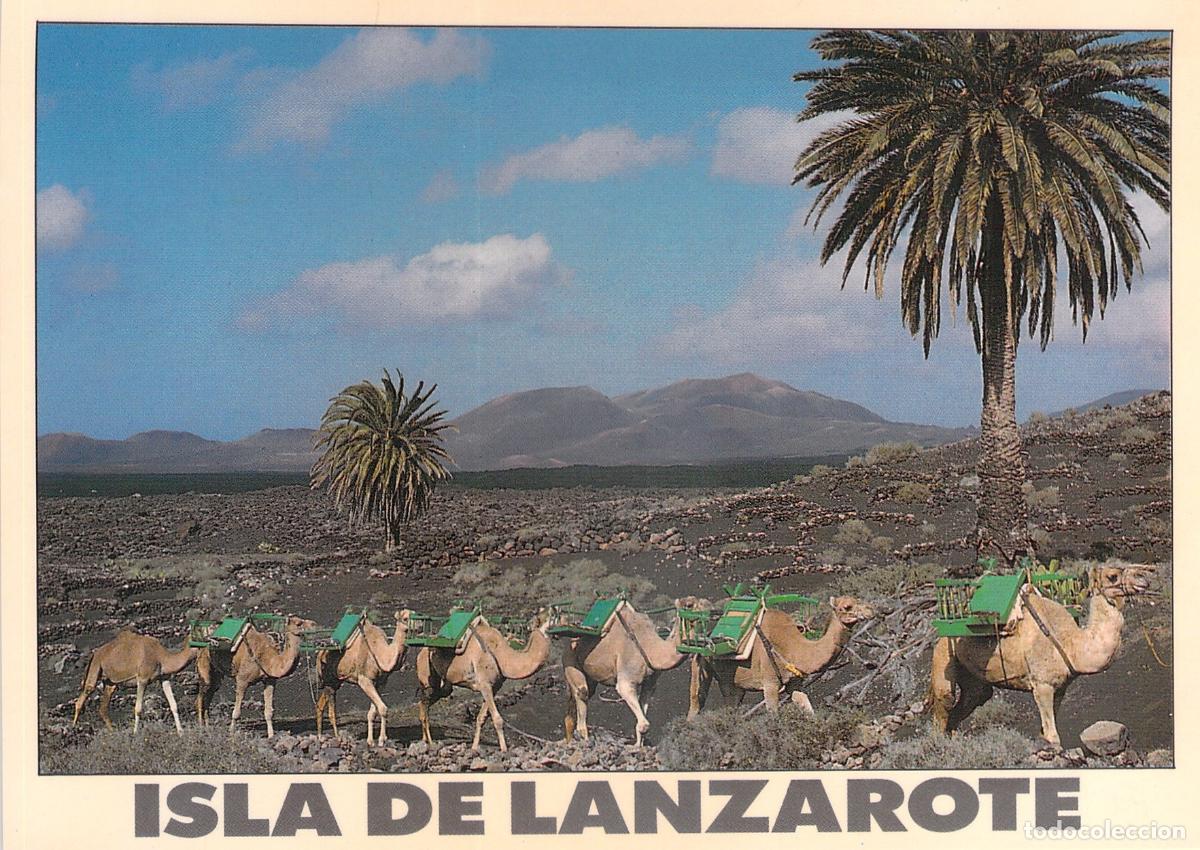 Postales: Postal de Lanzarote Monta&ntilde;as del Fuego con Camellos
