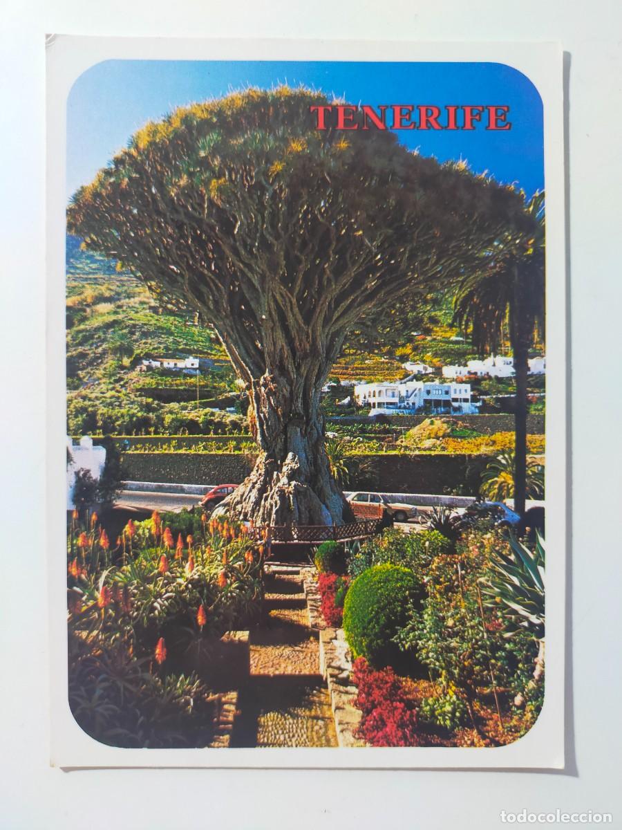 Postales: Postal. ICOD DE LOS VINOS (TENERIFE): Drago Milenario - Exclu. Garc&iacute;a y Correa