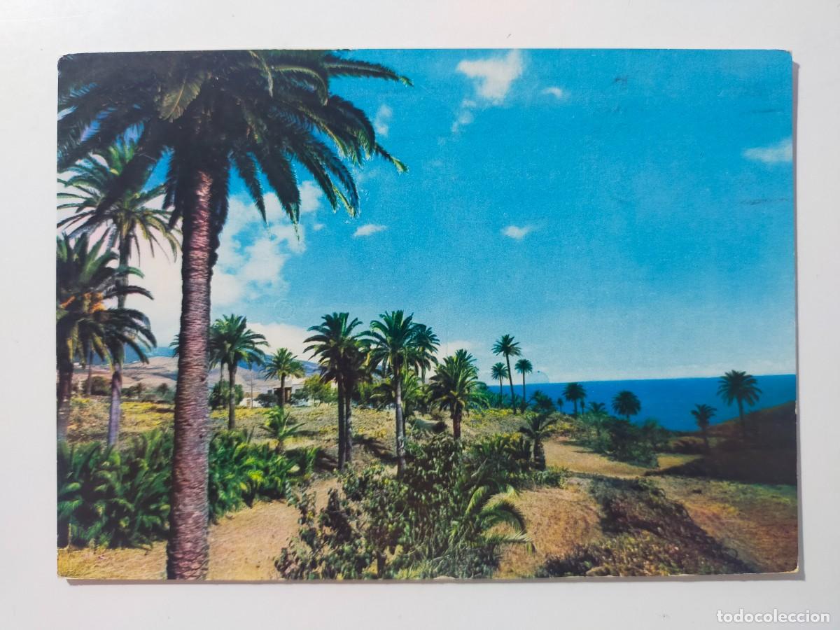 Postales: Postal. TENERIFE: Palmeras - Editorial Canaria