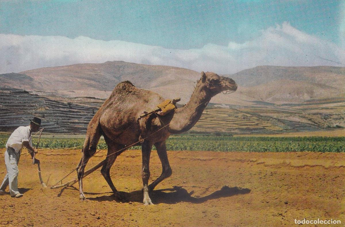 Postcards: CANARIAS LANZAROTE ARANDO