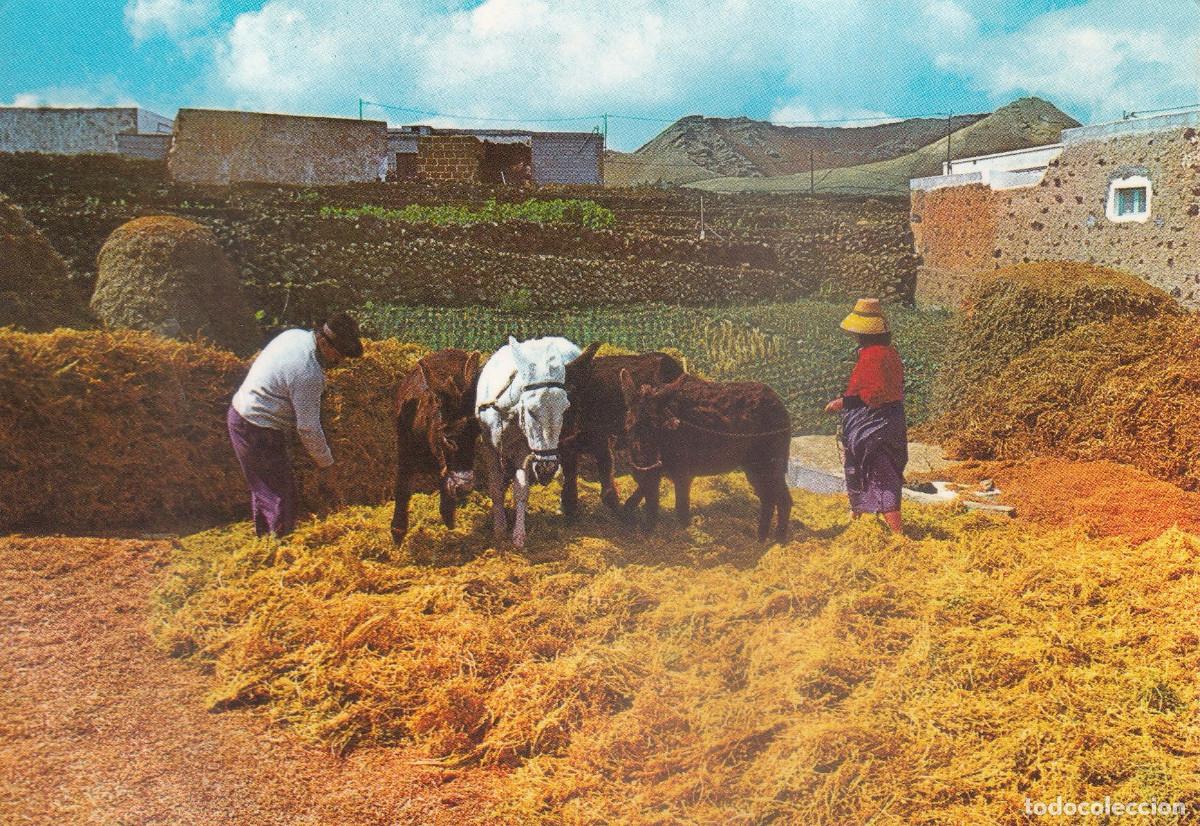 Postcards: CANARIAS LANZAROTE ATRILLAR CON MULAS