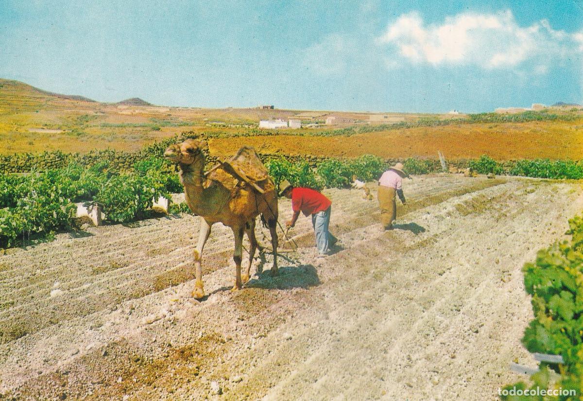 Postcards: ISLAS CANARIAS ARANDO CON CAMELLO