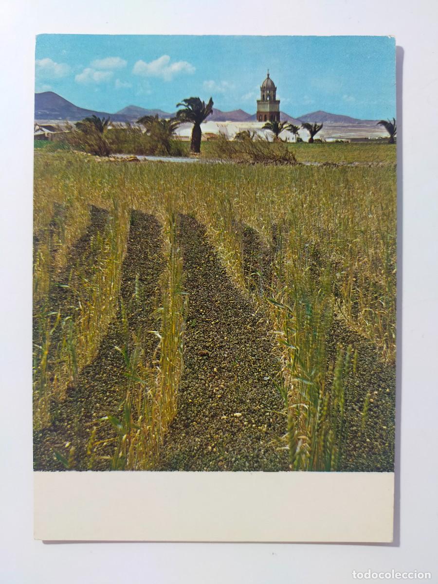 Postales: Postal TEGUISE (LANZAROTE. Canarias): Campo de trigo en el Pic&oacute;n - Edic Philippe Martin / Fly Sabena