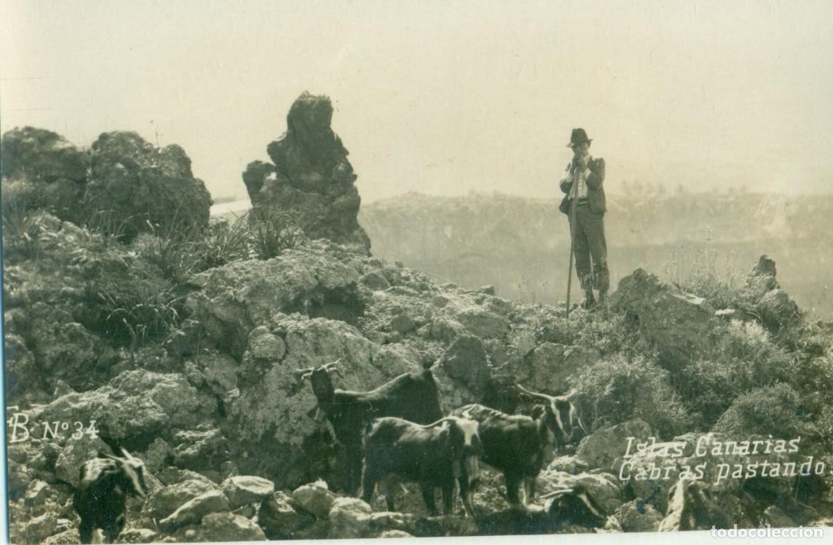 Postales: ISLAS CANARIAS. CABRAS PASTANDO. FOTO BAENA. HACIA 1920. RARA.