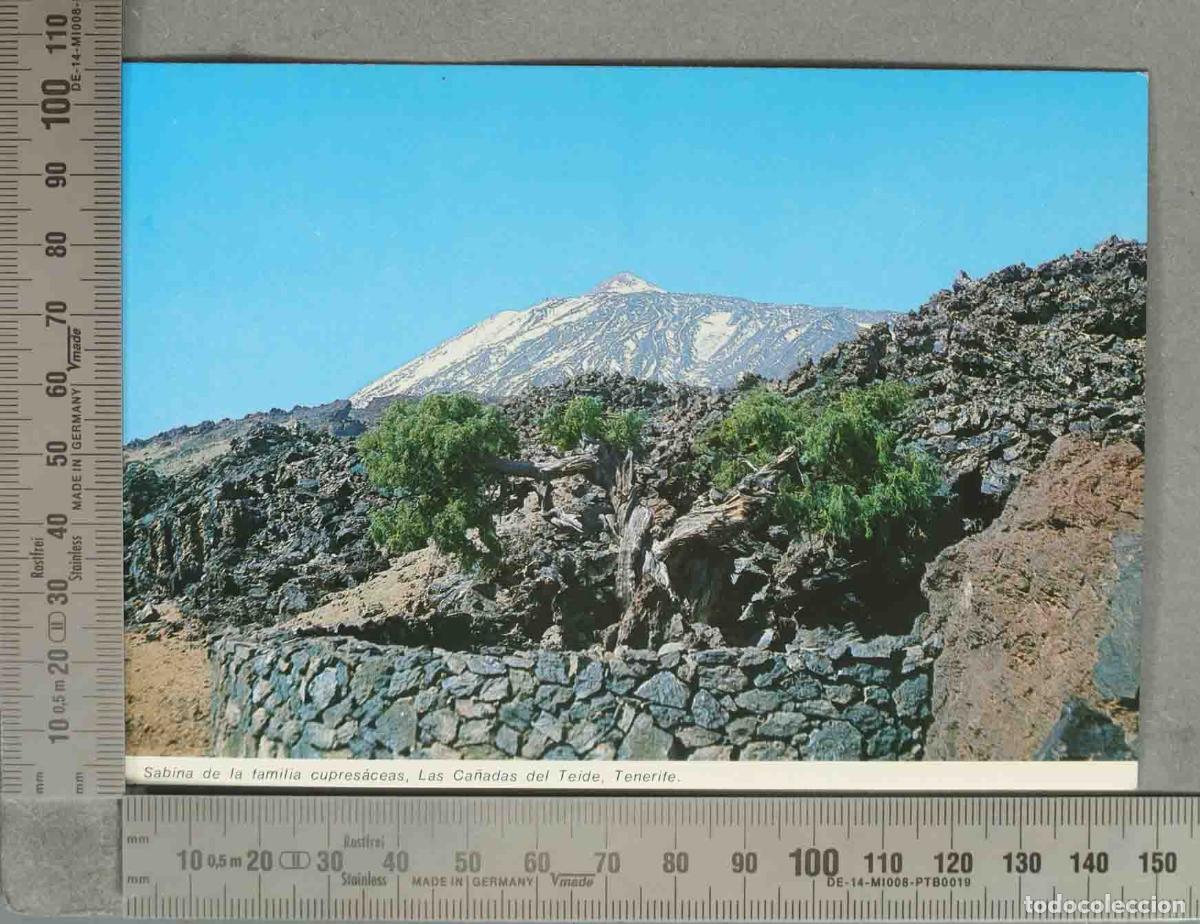 Postales: POSTAL. Tenerife - Sabina arbol de tronco recio -