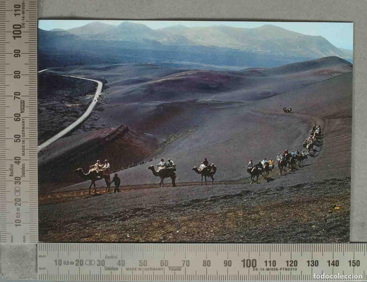 Postales: POSTAL. LANZAROTE Monta&ntilde;a del Fuego. Caravana de Camellos