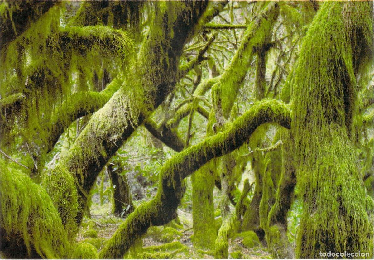 Postales: Postal del Bosque Nuboso en Parque Nacional de Garajonay, La Gomera