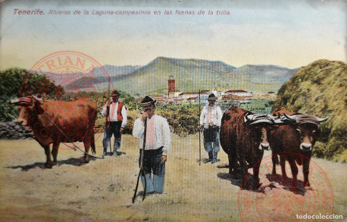 Cartoline: POSTAL TENERIFE - AFUERAS DE LA LAGUNA-CAMPESINOS EN LA FAENAS DE LA TRILLA