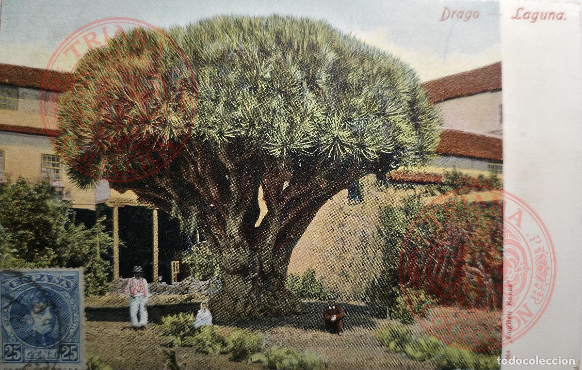Cartoline: POSTAL ISLAS CANARIAS - DRAGO - LAGUNA. N&ordm;7854 ENGLISH BAZAR