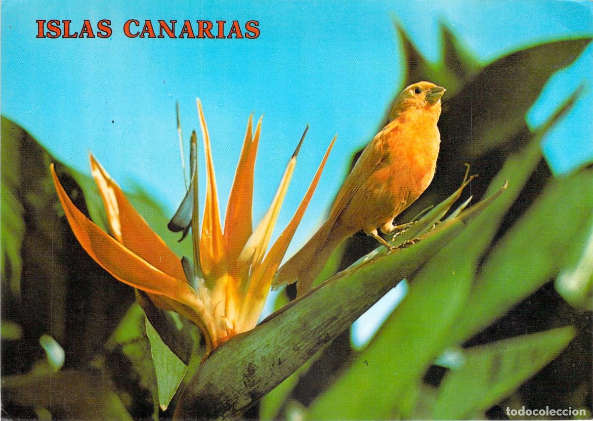 Postales: Postal de las Islas Canarias con P&aacute;jaro Canario y Flor de Ave del Para&iacute;so