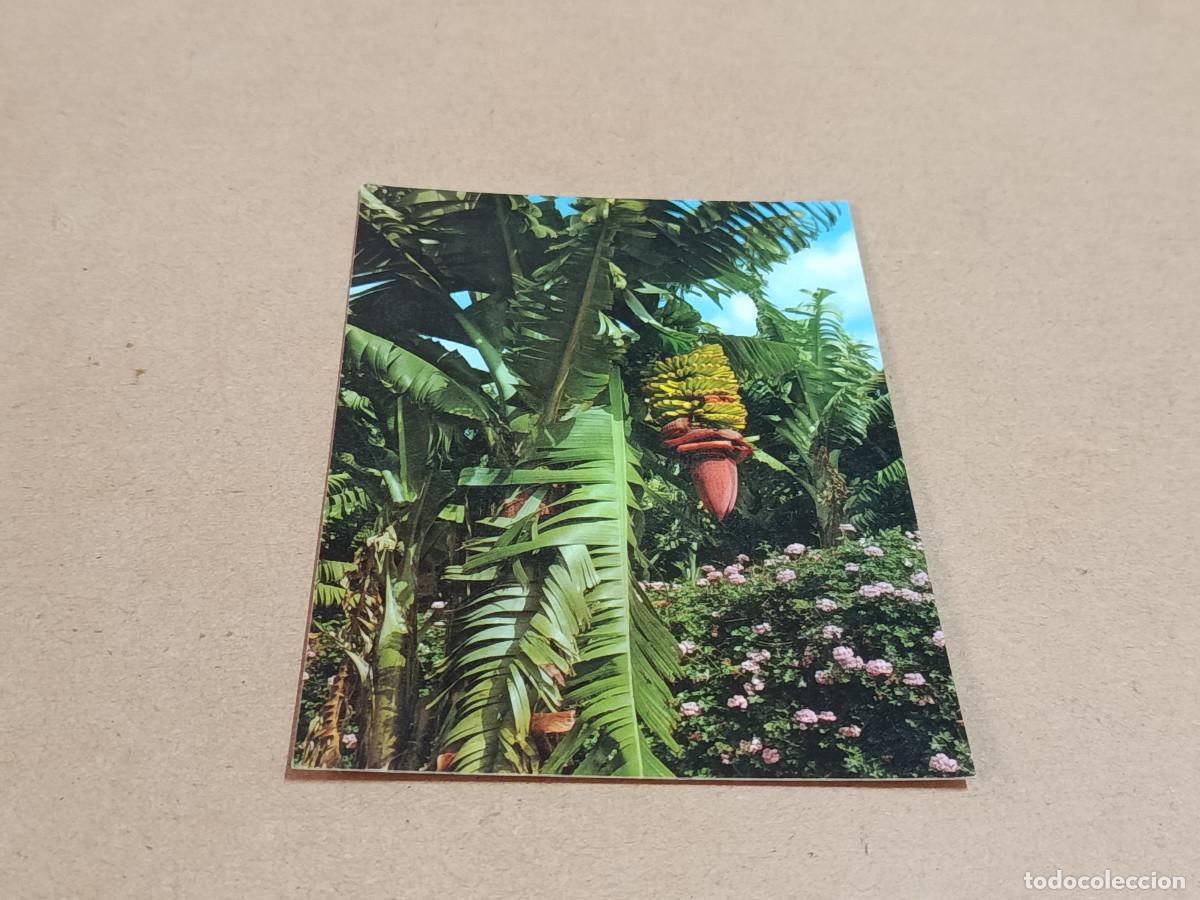 Postales: POSTAL ISLAS CANARIAS - FLORES Y PLATANERAS