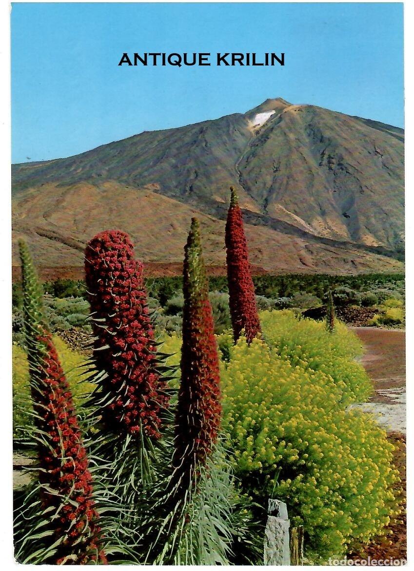 Postales: TENERIFE N&ordm; 2065 TAJINASTES EN FLOR AL PIE DEL TEIDE / EDI. GASTEIZ - BEASCOA / FRANQUEADA